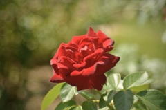 秋薔薇