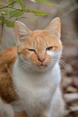 野良さん