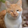 野良さん