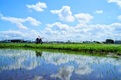 田んぼﾘﾌﾚｸｼｮﾝ