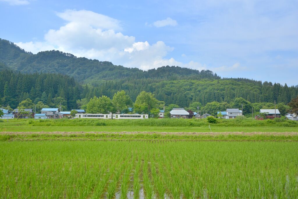 乃東枯