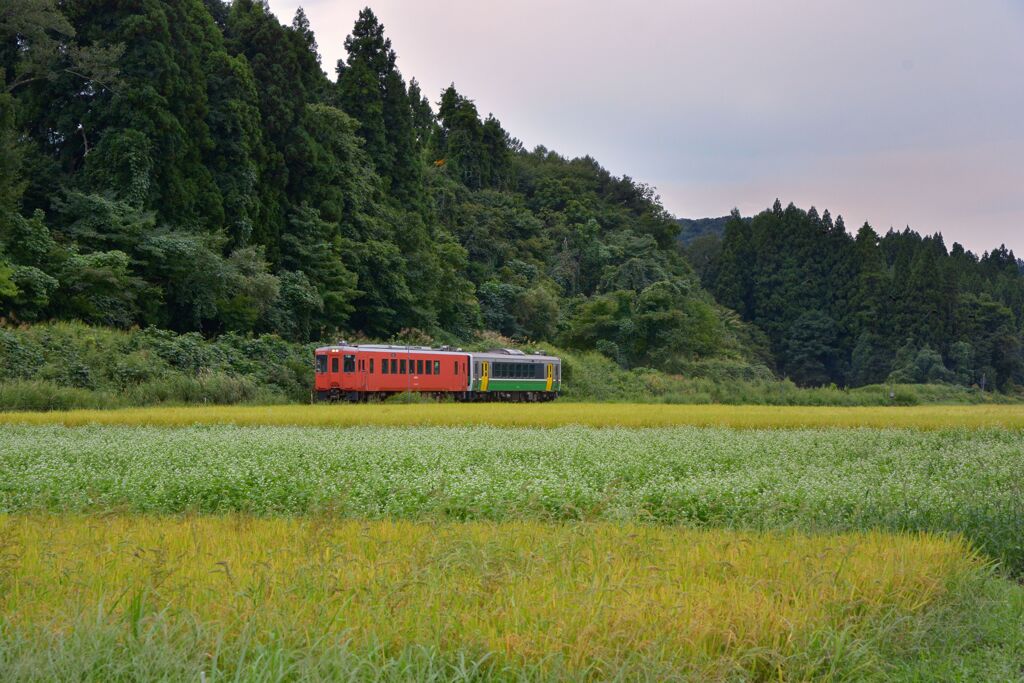 落ツ蝉鳴ク