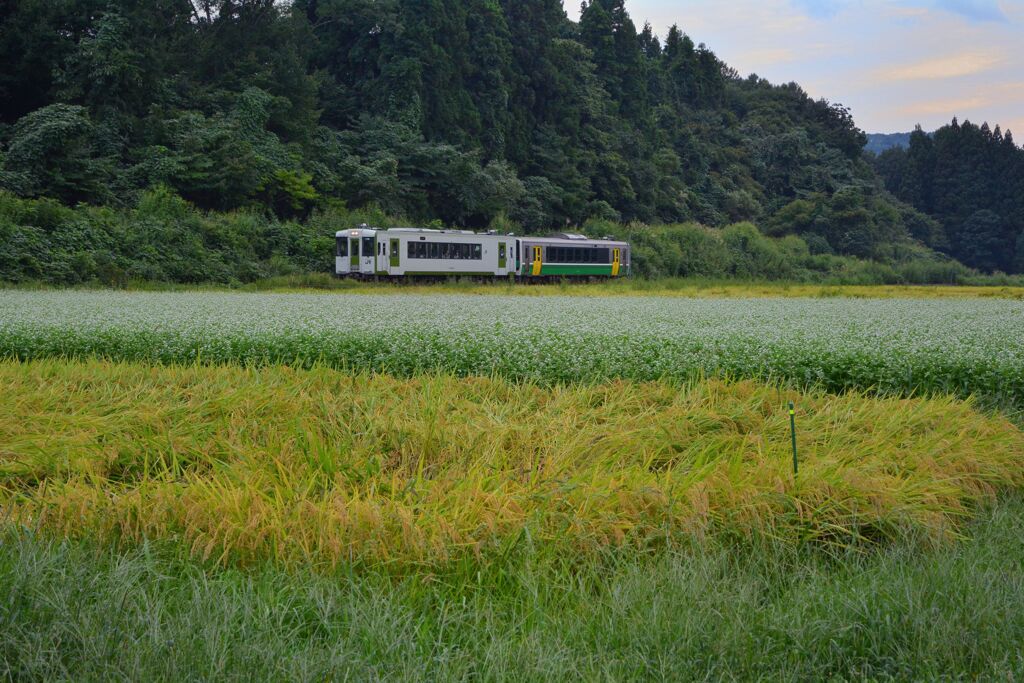禾乃登