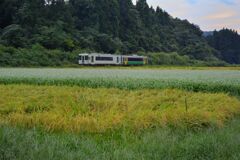 禾乃登