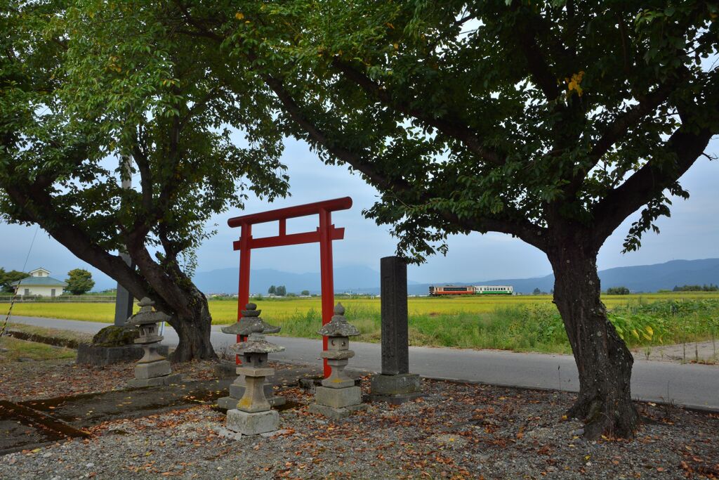 夏風老いる