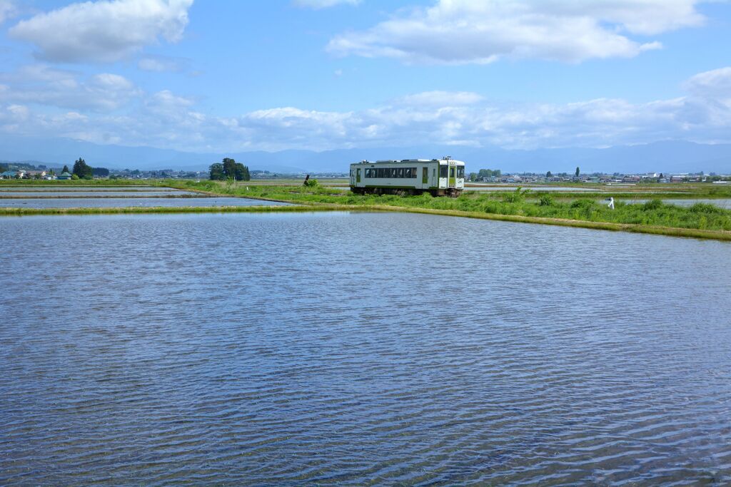 皐月野水