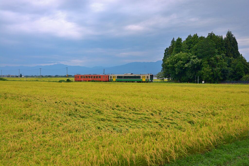 稲穂の譜(しらべ)