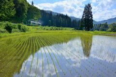 風光ル