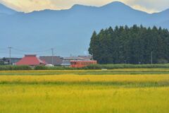 虫鳴る朝に...