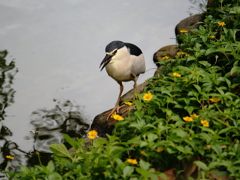 公園のゴイサギ