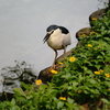 公園のゴイサギ