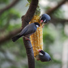 香港公園の野鳥園