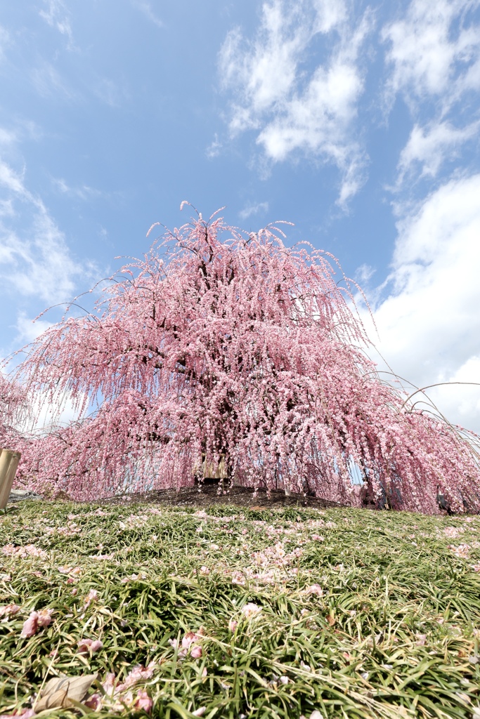 鈴鹿の森庭園