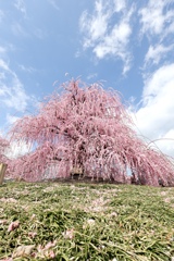 鈴鹿の森庭園
