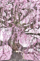 鈴鹿森庭園④