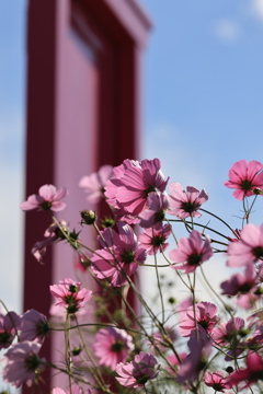 とことめの里×どこでもドア③