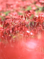 北神山花街道〜彼岸花〜