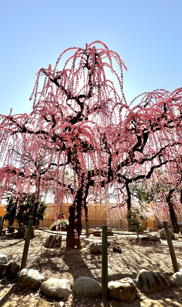 結城神社梅まつり