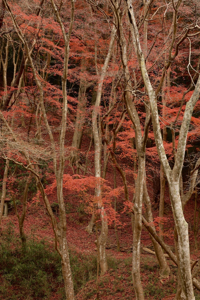 長徳寺　紅葉