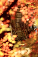 円光寺　紅葉②