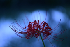 蒼の幻想