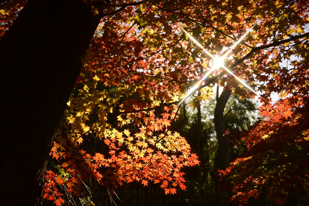 高遠城址公園行きました　桜だけではありません