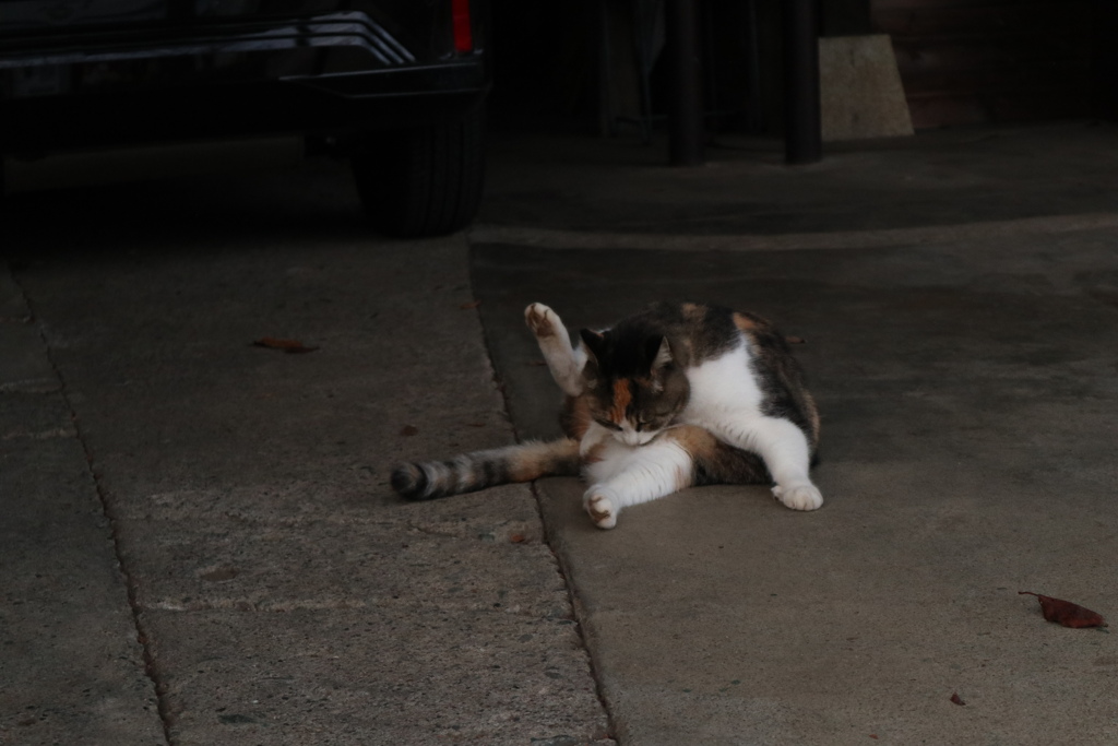 股舐めキャッツ