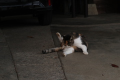 股舐めキャッツ