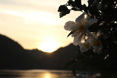 この花の名前が知りたい