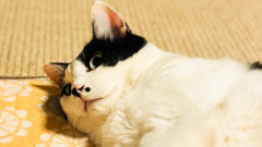 かあちゃんを見下す目つきがたまらない