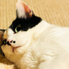 かあちゃんを見下す目つきがたまらない