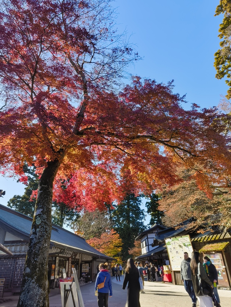 高尾山の紅葉①