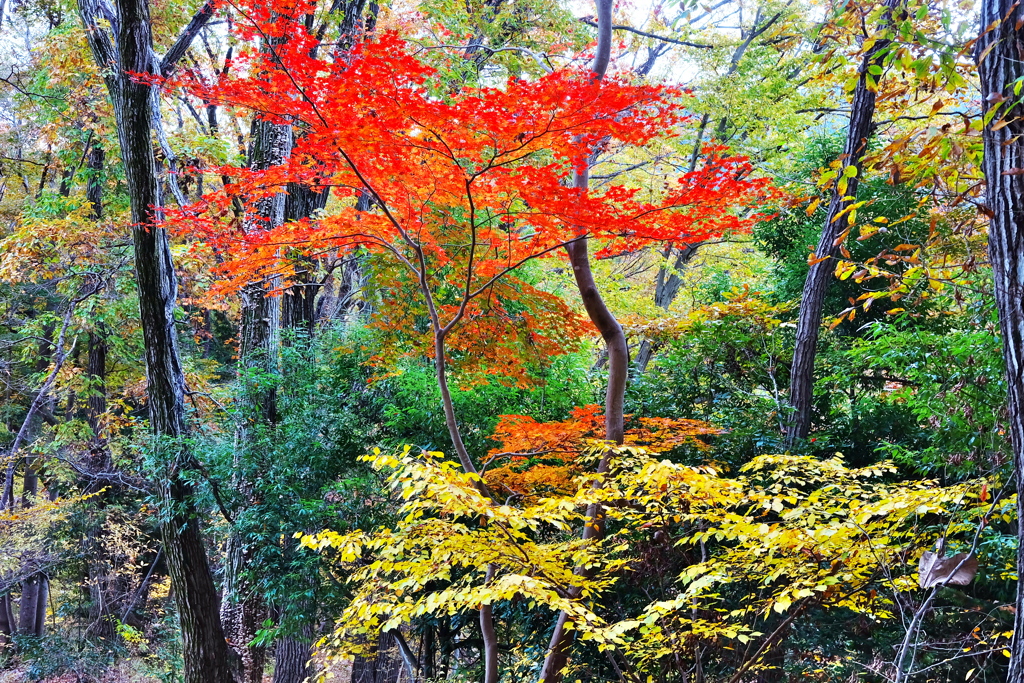 景信山-高尾山の紅葉