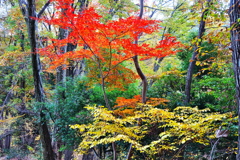 景信山-高尾山の紅葉