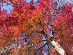 高尾山の紅葉②