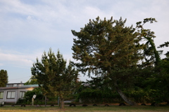 和邇浜の松２