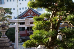 松と神社