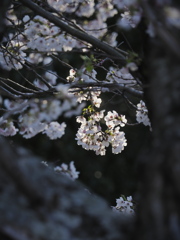 あの桜房
