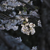あの桜房