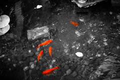 金魚いろすくい