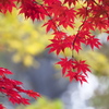 Cool autumn leaves