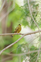 Yellow bird