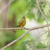 Yellow bird