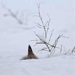 エゾリーはモグラじゃないよ