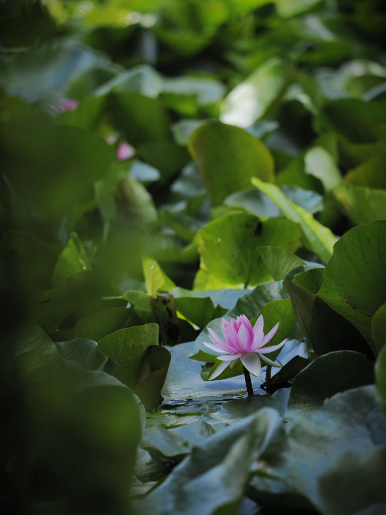 Lotusrium