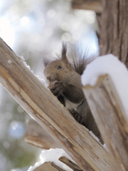 エゾリー流孤独のグルメ