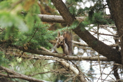 エゾリーはいつもの食事中