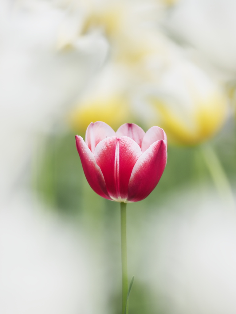 THE TULIP