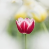 THE TULIP