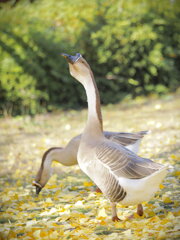 ドメスティックグース！